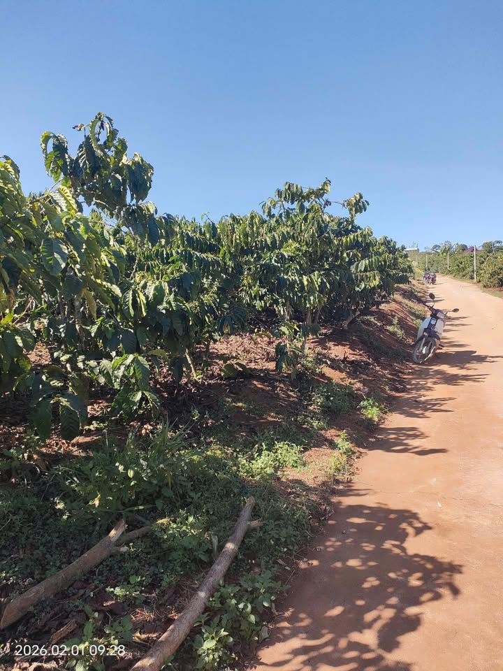 Đất nền Tân Văn, Huyện Lâm Hà 702m² giá 4.2 tỷ - Đầu tư tiềm năng!