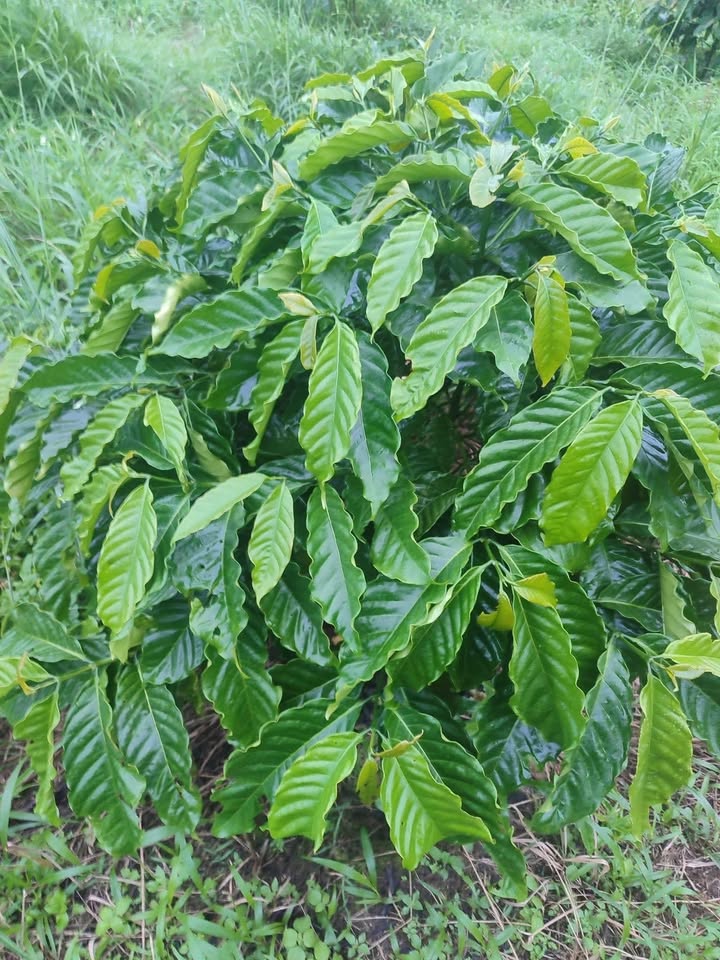 Đất nông nghiệp Hoài Đức 7200m² giá 1.35 tỷ - Gần đường nhựa, thuận tiện giao thông!