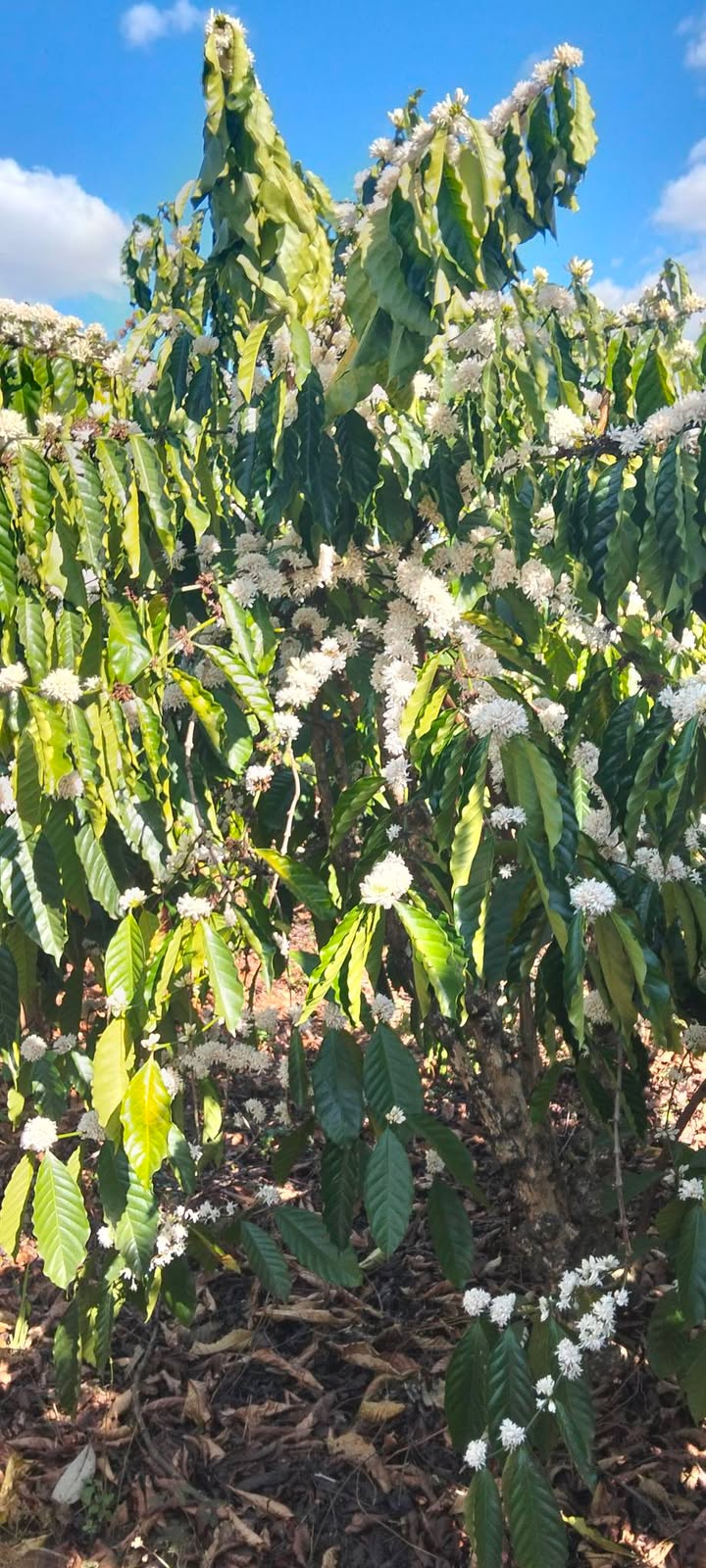 Đất Farm 1,1ha tại Huyện Ia Grai, Gia Lai giá 2,4 tỷ - Sổ đỏ chính chủ, bám đường lớn!