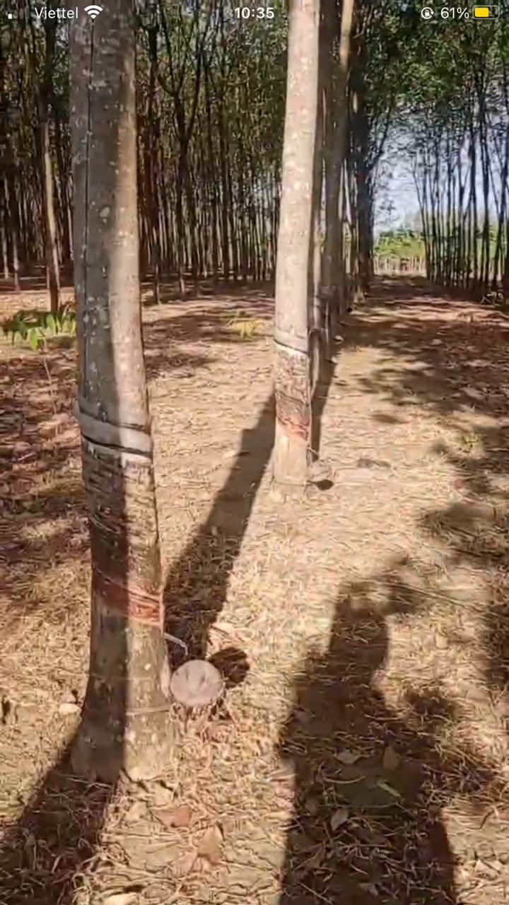 Đất cao su 1.1ha tại ấp 6 Tân Thành, Đồng Xoài chỉ 3 tỷ - Đầu tư tuyệt vời!