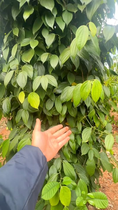 Farm đất đỏ Bazan 6ha tại Chư Prông, Gia Lai - Đầu tư sinh lời hấp dẫn!