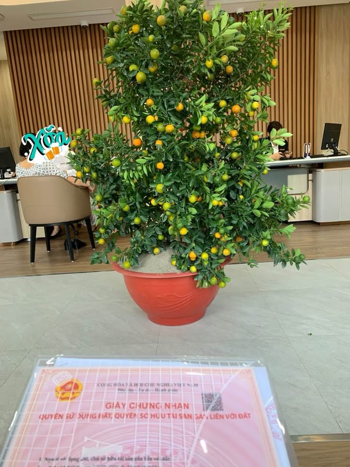 Đất nền phường Ninh Phúc 92,7m² giá chỉ 2 tỷ - Cơ hội đầu tư hiếm có!