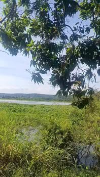 Farm đất vườn Xoài 1.1ha mặt hồ Trị An - Đầu tư sinh lời ngay!