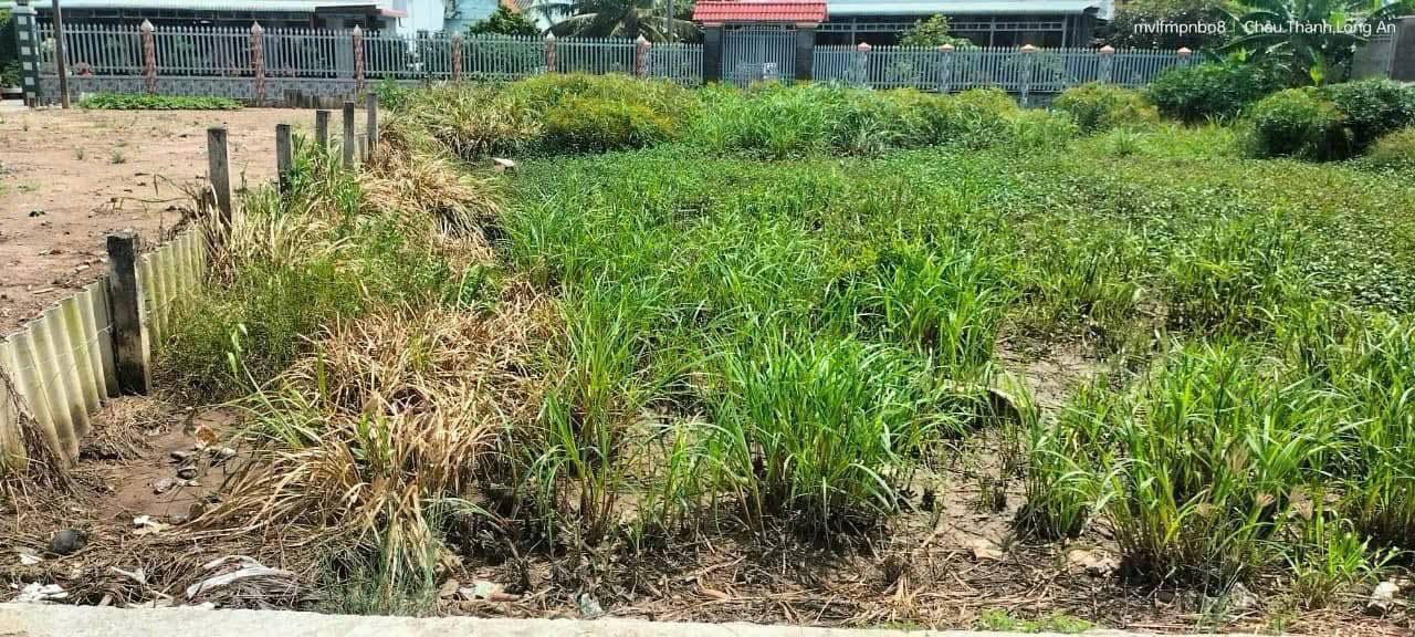 Đất thổ cư ấp Cầu Đúc, xã An Lục Long, 140m² giá 450 triệu - Sổ hồng chính chủ!