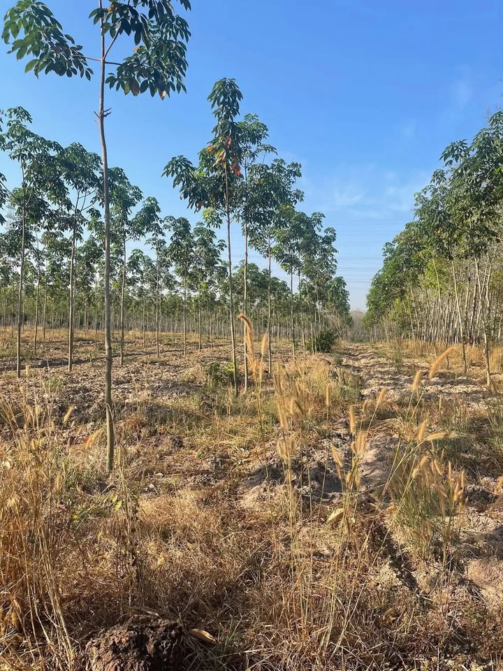 Đất Farm 10,000m² tại Khu Phố 1, Minh Thành, Chơn Thành - Cơ hội đầu tư vàng!