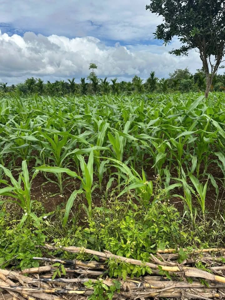 Đất thổ cư 510m² tại Thôn 6b, Huyện Cư Kuin giá chỉ 750 triệu - Cơ hội đầu tư tuyệt vời!