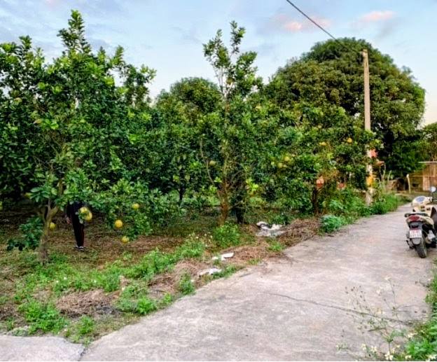 Đất thổ cư 388m² Chương Dương - Thường Tín giá 23 tỷ - Đầu tư sinh lời ngay!