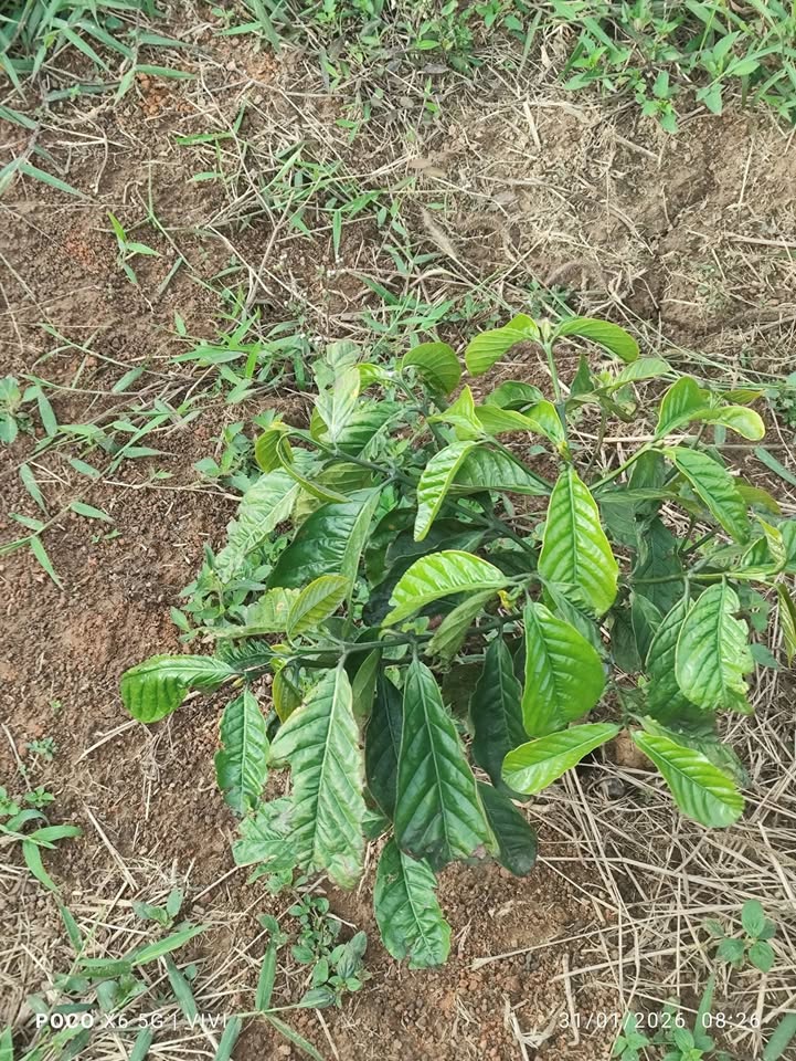 Đất Farm 40.000m² tại Thôn 10, Xã Ea H'leo, Đắk Lắk - Giá chỉ 2.4 tỷ!