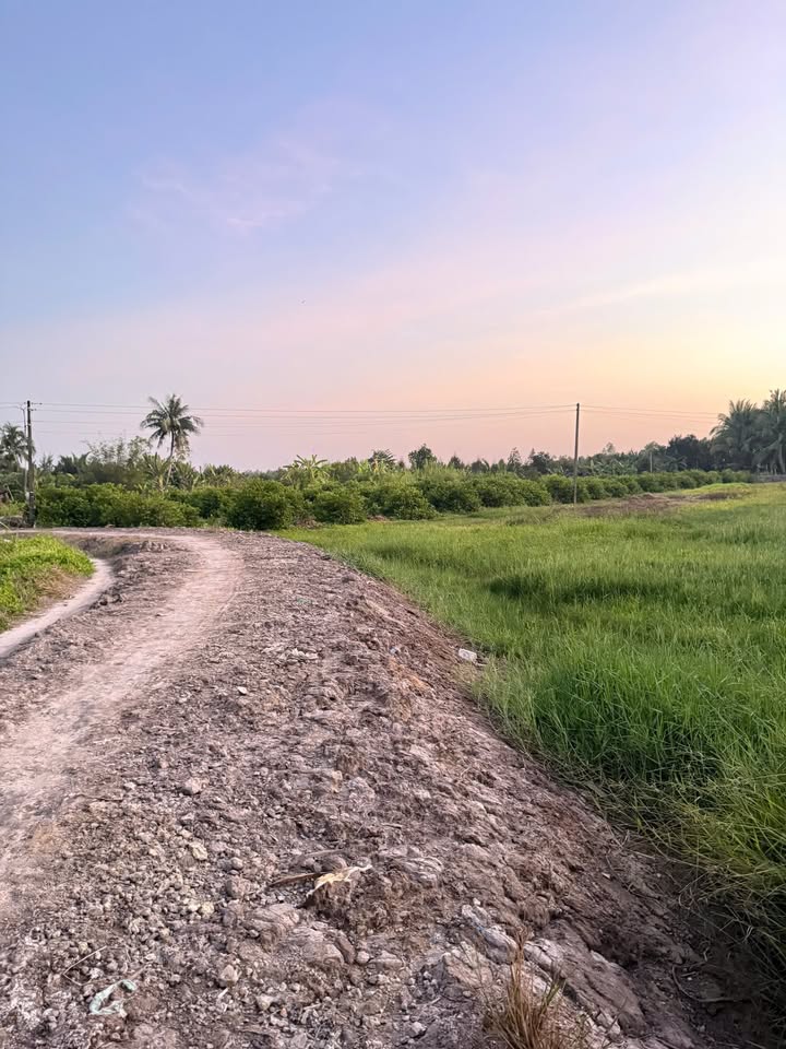 Đất nông nghiệp 2138m² tại Xã Bình Phước, Huyện Mang Thít - Cơ hội đầu tư hấp dẫn!