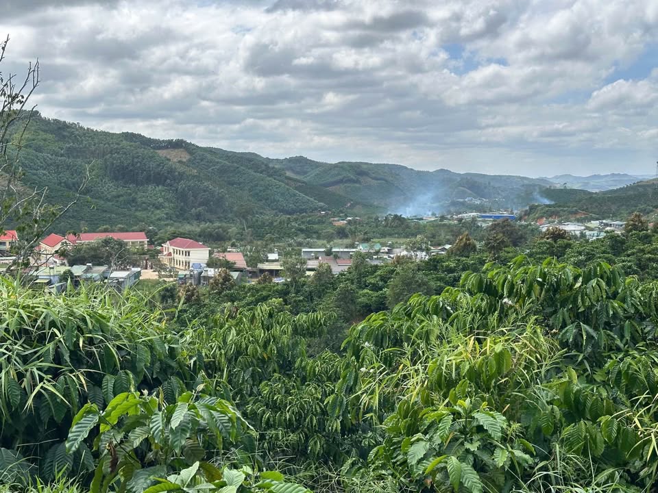 Vườn cà phê 2,3 ha tại Đắk R'Măng - Giá chỉ 3,8 tỷ - Cơ hội đầu tư hấp dẫn!