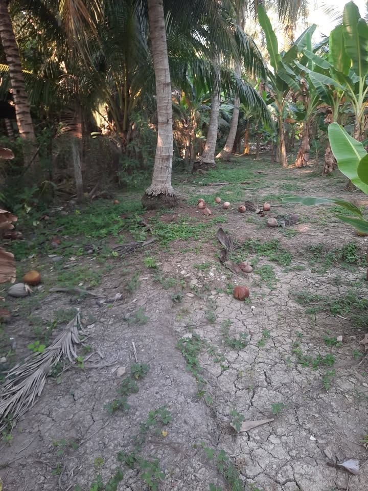 Đất nền 800m² tại Ấp Mỹ Thạnh, Châu Thành - Giá chỉ 2 tỷ - Đầu tư sinh lời ngay!