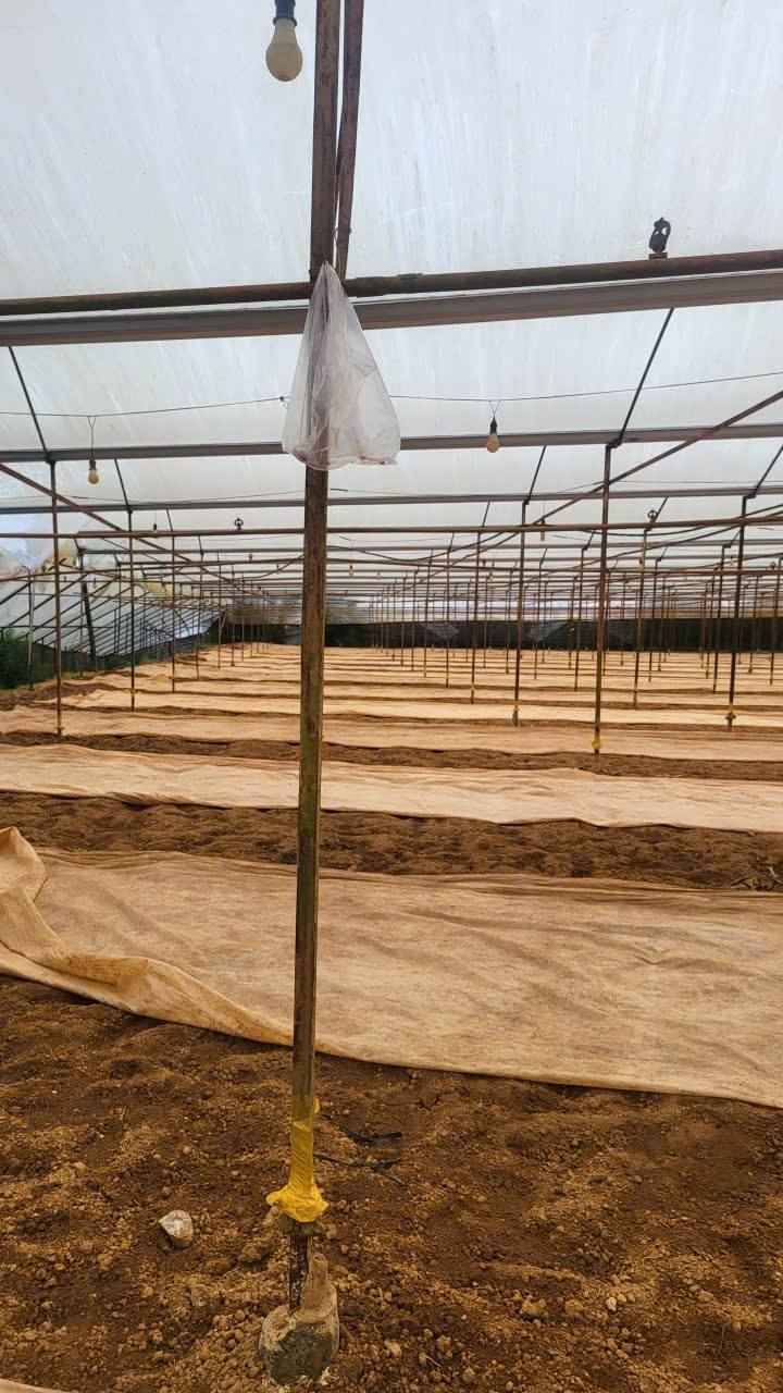 Đất thổ cư Đà Lạt 100m² giá 800 triệu - Gần đường ô tô vào tận nơi!