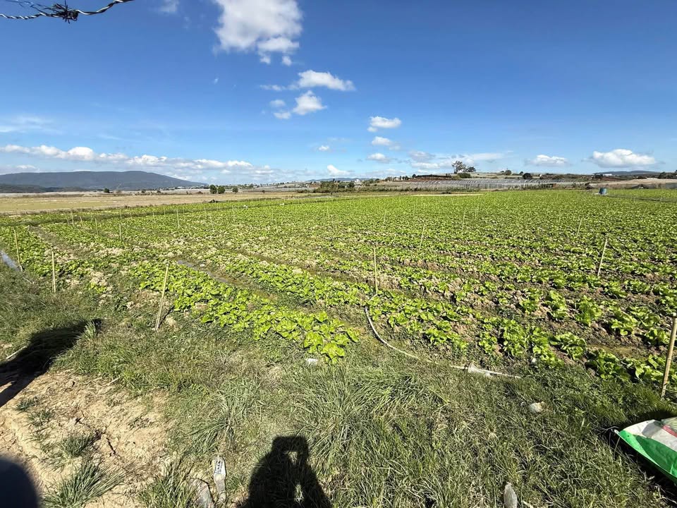 Đất nông nghiệp 8,8 sào tại Ka Đơn, Đơn Dương giá 4.4 tỷ - Đầu tư sinh lời lâu dài!