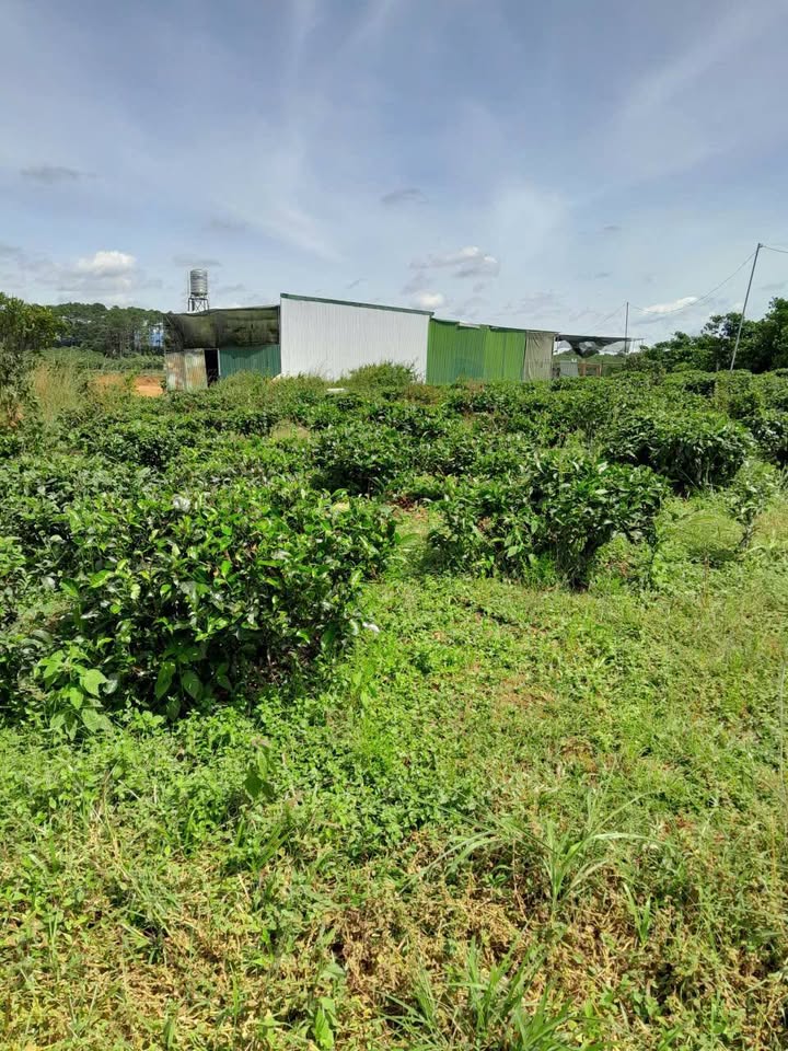 Đất nền xã Lộc Quảng, huyện Bảo Lâm, 143m² giá 399 triệu - Cơ hội đầu tư tuyệt vời!