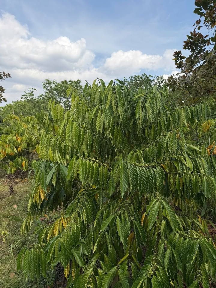 Farm 2088m² tại Cư Jút, Đắk Nông giá 850 triệu - Kinh doanh cà phê ngay!