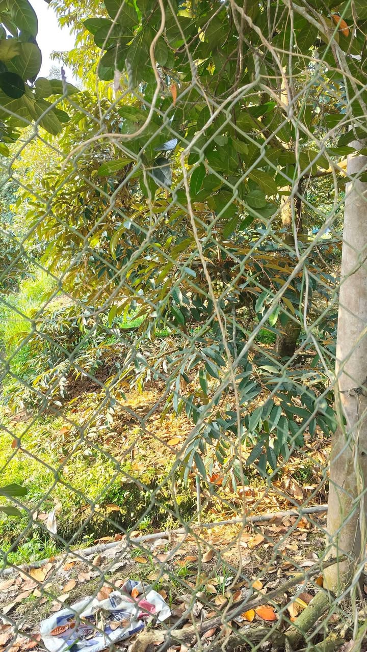 Đất farm 700m² tại Hiệp Đức, Cai Lậy giá 600 triệu - Đầu tư sinh lời tốt!