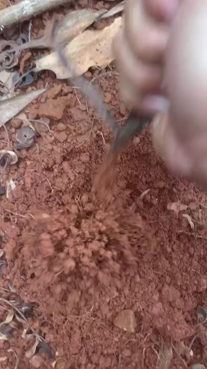 Farm 16 ha Bảo Lâm, Lâm Đồng giá 320 triệu/năm - Đất đỏ màu mỡ cho nông nghiệp!