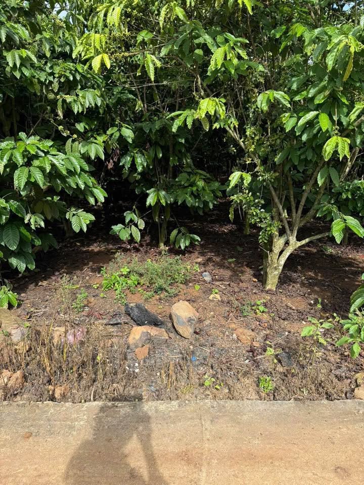 Đất thổ cư Xã Tân Hội, Huyện Đức Trọng - 315m² chỉ 1.02 tỷ, đầu tư sinh lời!