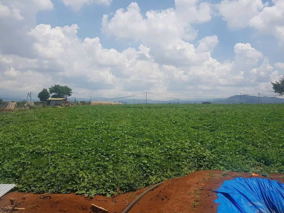 Đất nền thôn Hạ, xã N'Thol Hạ, 24,000m² giá chỉ 3.6 tỷ - Đầu tư sinh lời tuyệt vời!