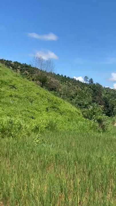 Đất Farm 1.5ha tại Đạ Tông, Đam Rông - Giá hấp dẫn 700 triệu