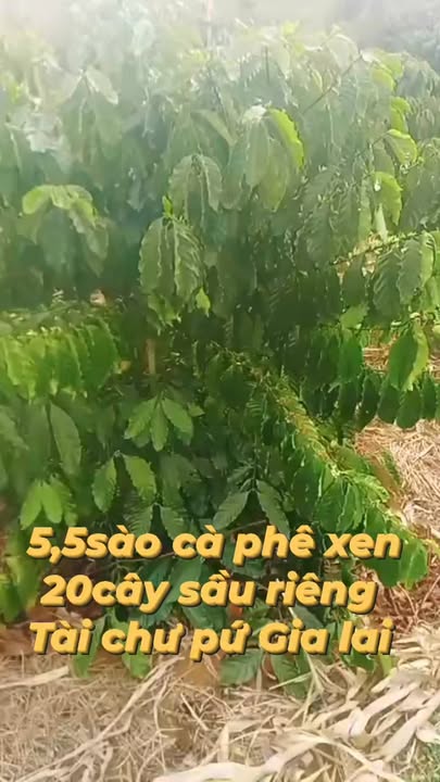 Bán rẫy 5,5 sào tại Ia Le, Chư Pưh, Gia Lai - Giá 750 triệu, đất trồng cà phê màu mỡ!