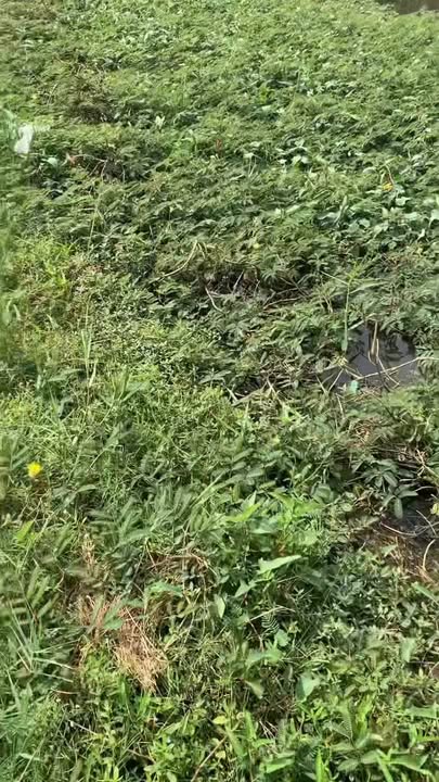 Đất thổ cư Ấp Hiệp Trị, Tiền Giang 3194m² giá chỉ 700 triệu - Cơ hội đầu tư tuyệt vời!