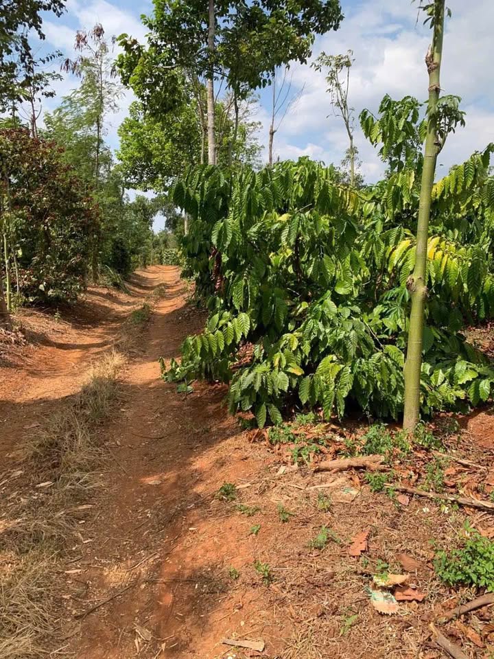 Lô đất Farm tại Xã Cư Suê, Đắk Lắk 2412m² giá 3.149 tỷ - Đầu tư sinh lời ngay!