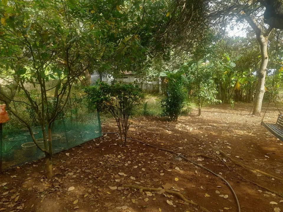 Đất vườn Lộc Thái 1600m² giá chỉ 1.6 tỷ - Sổ hồng riêng, chính chủ bán!