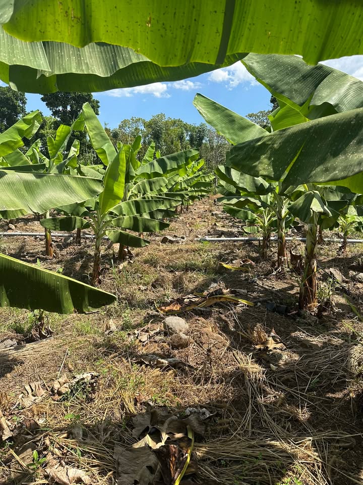 Đất vườn Sông Ray 2000m² giá chỉ 470 triệu - Cơ hội đầu tư tuyệt vời!