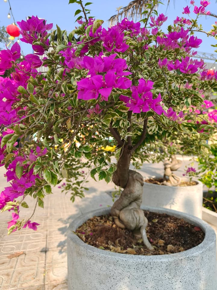 Đất nền KDC Tân Bình, Dĩ An 3.499m² giá 75 tỷ - Tiềm năng phát triển vượt trội!