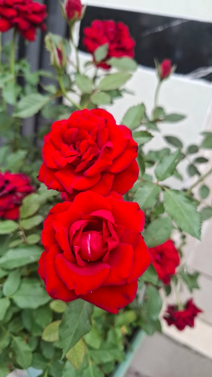 Đất nền Bình Mỹ 130m² giá chỉ 1.8 tỷ - Cơ hội đầu tư tuyệt vời!