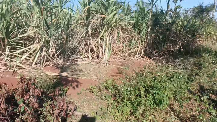 Đất rẫy 2ha 6 tại Xã H Bông, Chư Sê, Gia Lai giá 7.2 tỷ - Cơ hội đầu tư tuyệt vời!