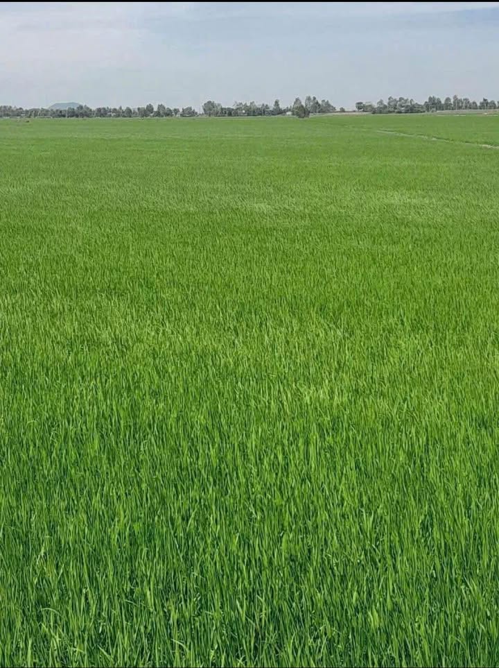 Đất nông nghiệp 55 công tại Xã Vĩnh Điều, Huyện Giang Thành, Kiên Giang - Giá chỉ 5.335 tỷ!