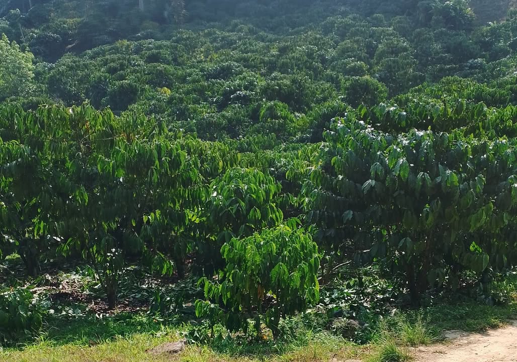 Đất Nền 16000m² Bảo Lộc - Sổ Trích Lục, Sẵn Nhà Chòi Ao Hồ