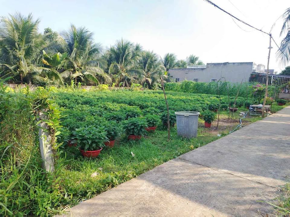 Đất nền biệt thự Phú Túc, Châu Thành, Bến Tre 495m² - Giá bán nhanh chỉ 1 tỷ!