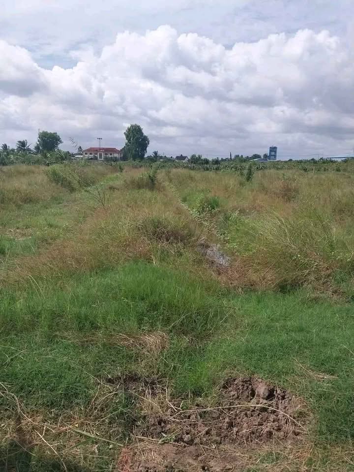 Đất Lúa 2000m² Phú Ngãi Trị, Châu Thành - Giá chỉ 290 triệu - Cơ hội đầu tư không thể bỏ lỡ!