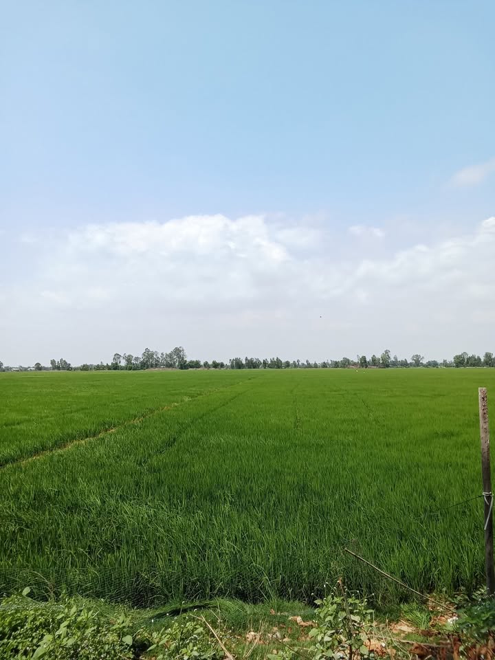 Đất ruộng Vĩnh Điều 70.000m² giá 110 triệu - Đầu tư sinh lời ngay!