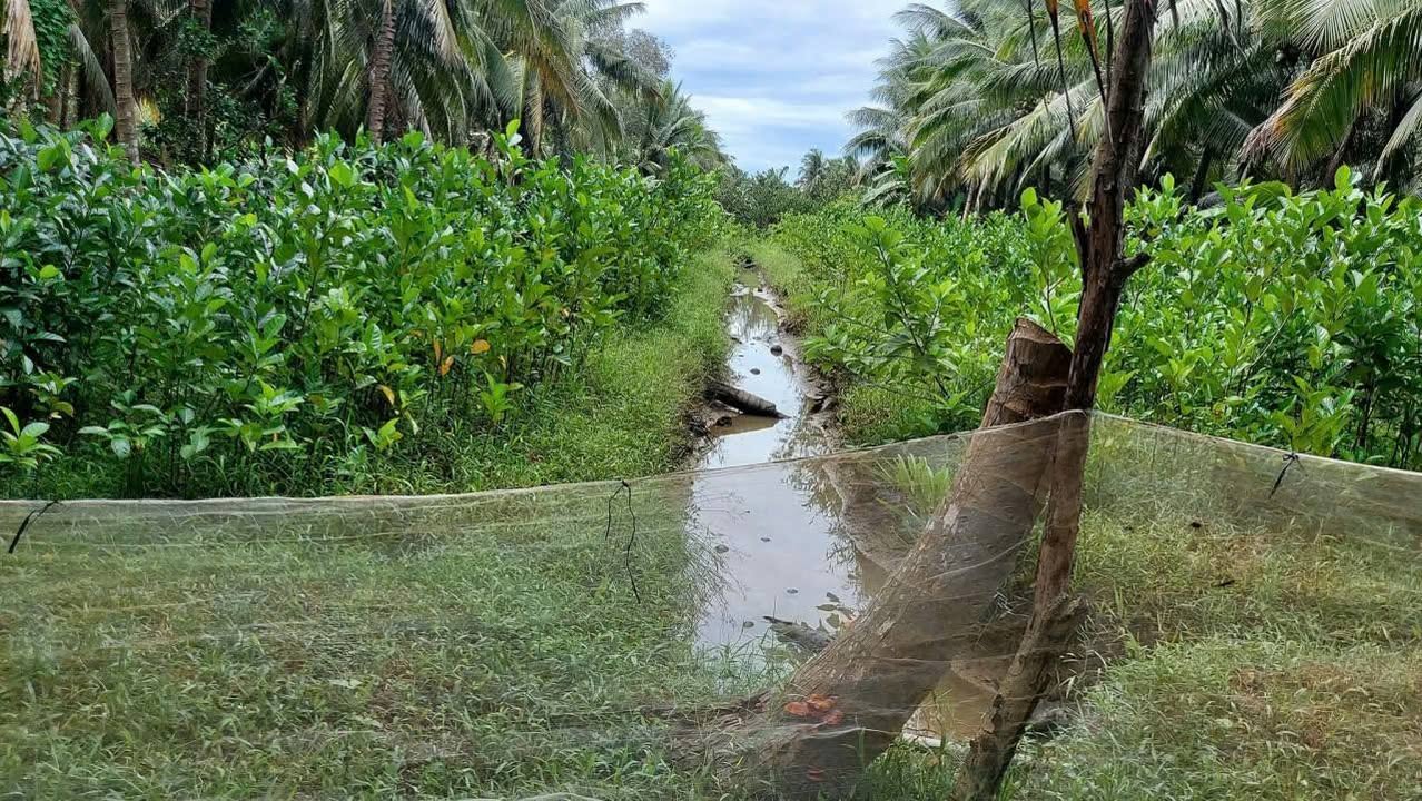 Đất nền Tân Phú Tây Mỏ Cày Bắc 900m² giá 590 triệu - Cơ hội đầu tư tuyệt vời!