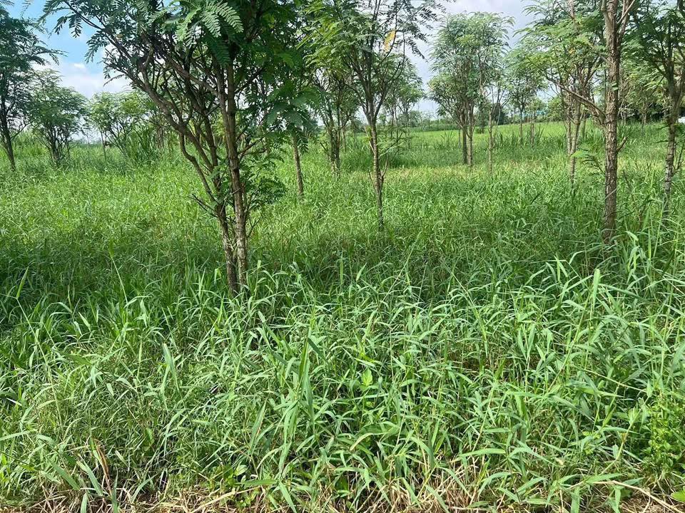 Đất nền 1877m² Phước Trung - Gò Công Đông - Giá 800 triệu - Sổ đỏ chính chủ