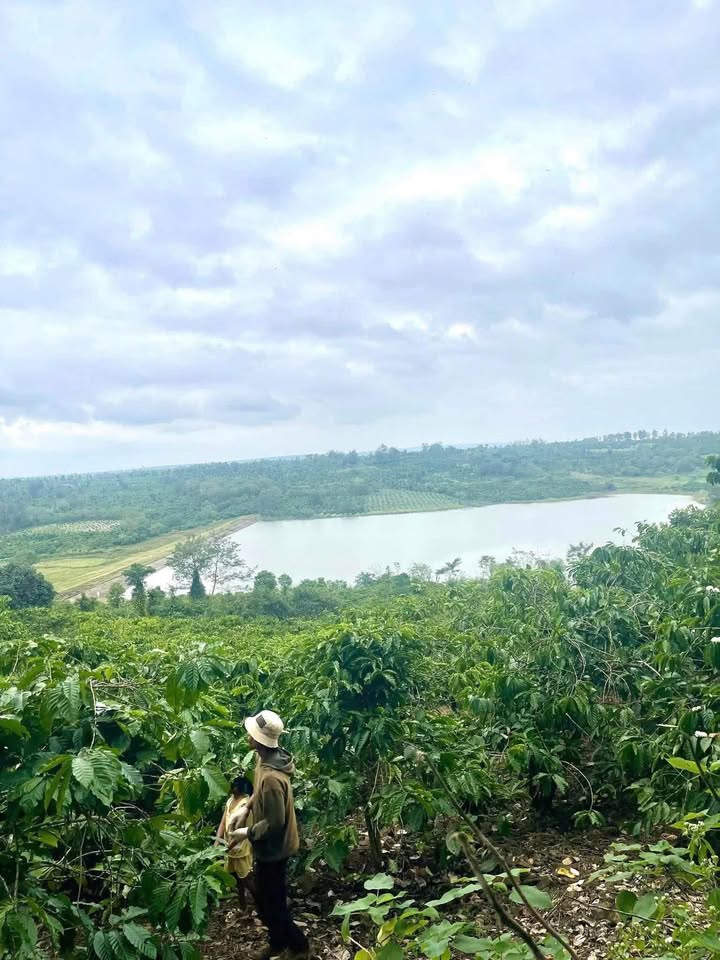 Lô đất farm 6300m² tại xã Ea Siên, Buôn Hồ chỉ 800 triệu - Cơ hội đầu tư tuyệt vời!