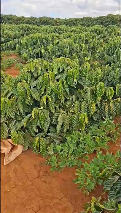 Đất nền 720m² tại Xã Liên Hà, Lâm Hà - Sổ hồng chính chủ, giá chỉ 1.5 tỷ!