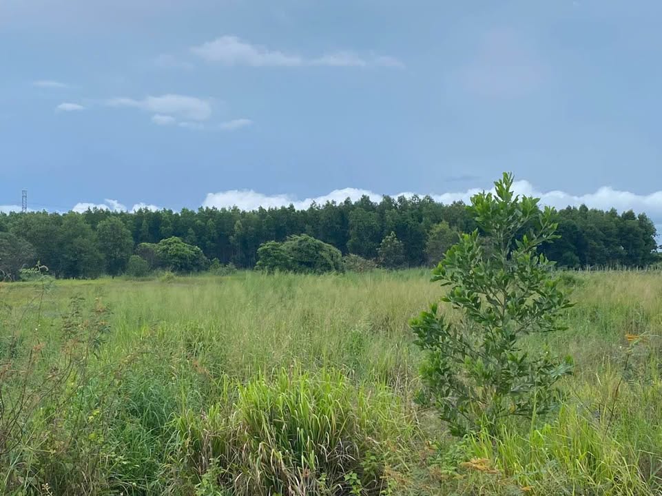 Đất nền đầu tư tại Thôn Phú Cường, Hàm Thuận Nam, 2ha giá 4 tỷ - Cơ hội vàng cho nhà đầu tư!