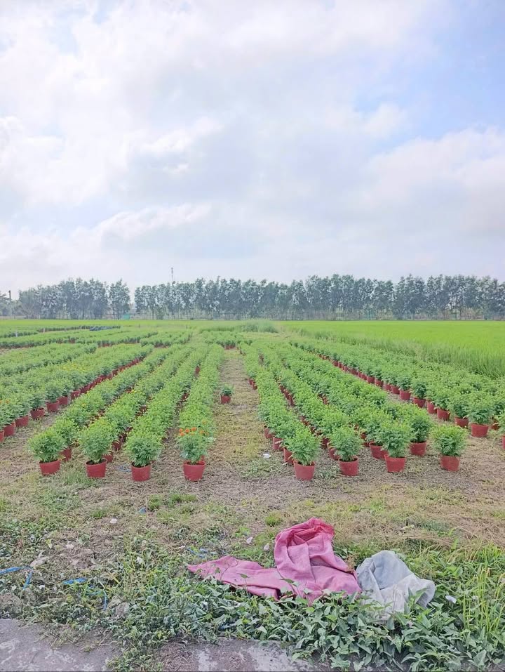 Đất nền Thạnh Lộc, Kiên Giang 225m² giá 400 triệu - Đầu tư tuyệt vời!