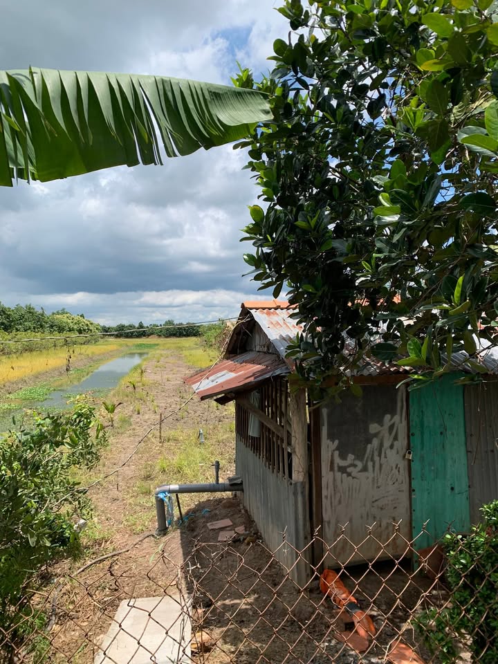 Đất vườn 3300m² tại Long Hưng A, Lấp Vò - Giá chỉ 1.204 tỷ!