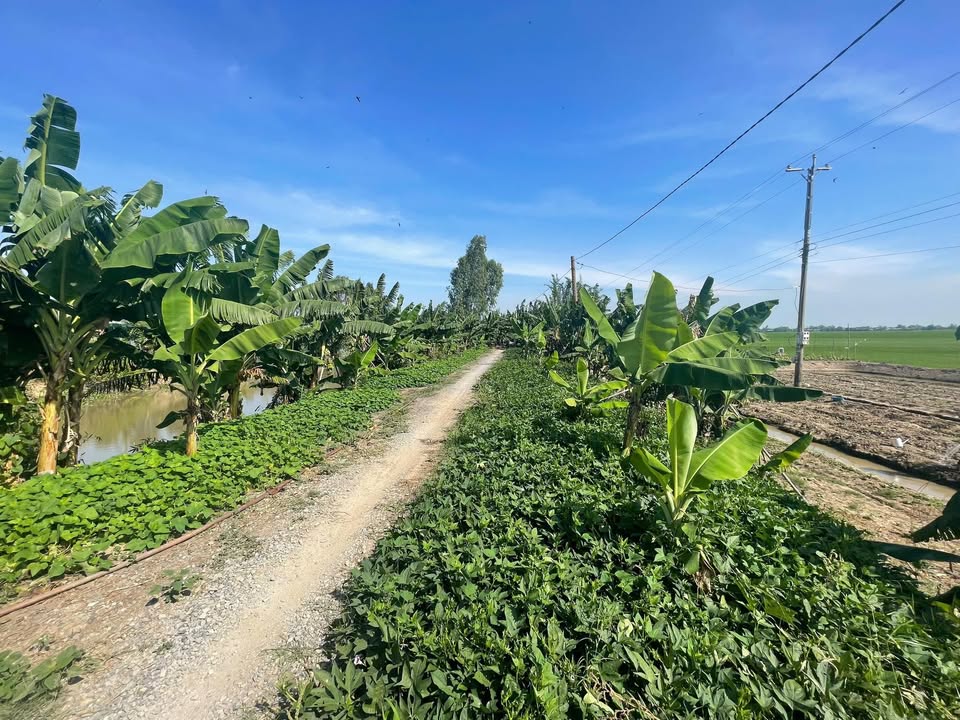 Đất nền mặt tiền đường 51m xã Tân Mỹ 18 công giá 2.52 tỷ - Cơ hội đầu tư tuyệt vời!