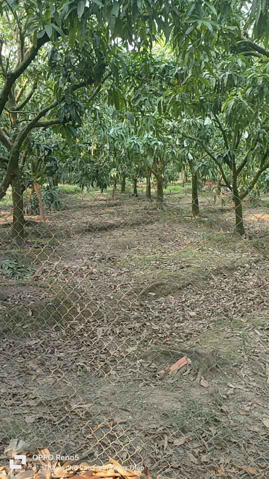 Farm vườn xoài cát Chu 3017m² giá 3 tỷ - Đầu tư sinh lời hấp dẫn!