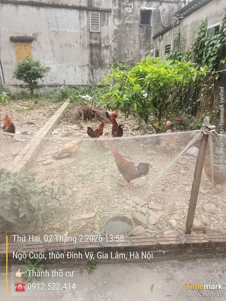 Đất nền Yên Thường, Gia Lâm 48m² giá 2 tỷ - Nở hậu, vị trí đẹp!