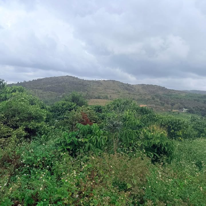 Đất Farm 9,6 sào xã Ea Hồ, huyện Krông Năng giá 1.3 tỷ - Đầu tư sinh lời ngay!