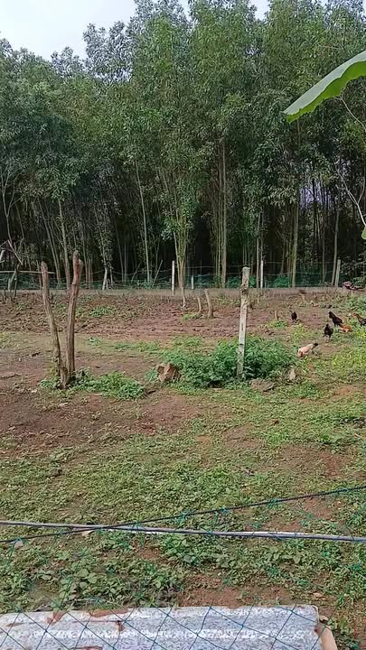 Nhà cấp 4 Xã Điện Thọ 60m² giá 500 triệu - Sẵn sàng vào ở ngay!