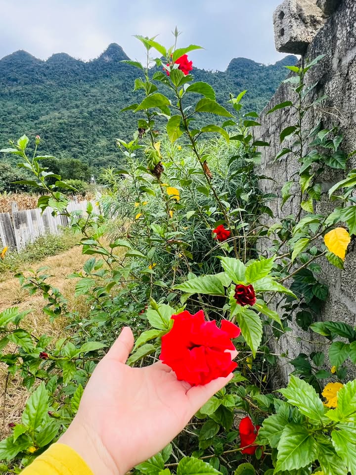 Đất thổ cư Xã Phong Quang 510m² giá 700 triệu - Không gian nghỉ dưỡng yên tĩnh